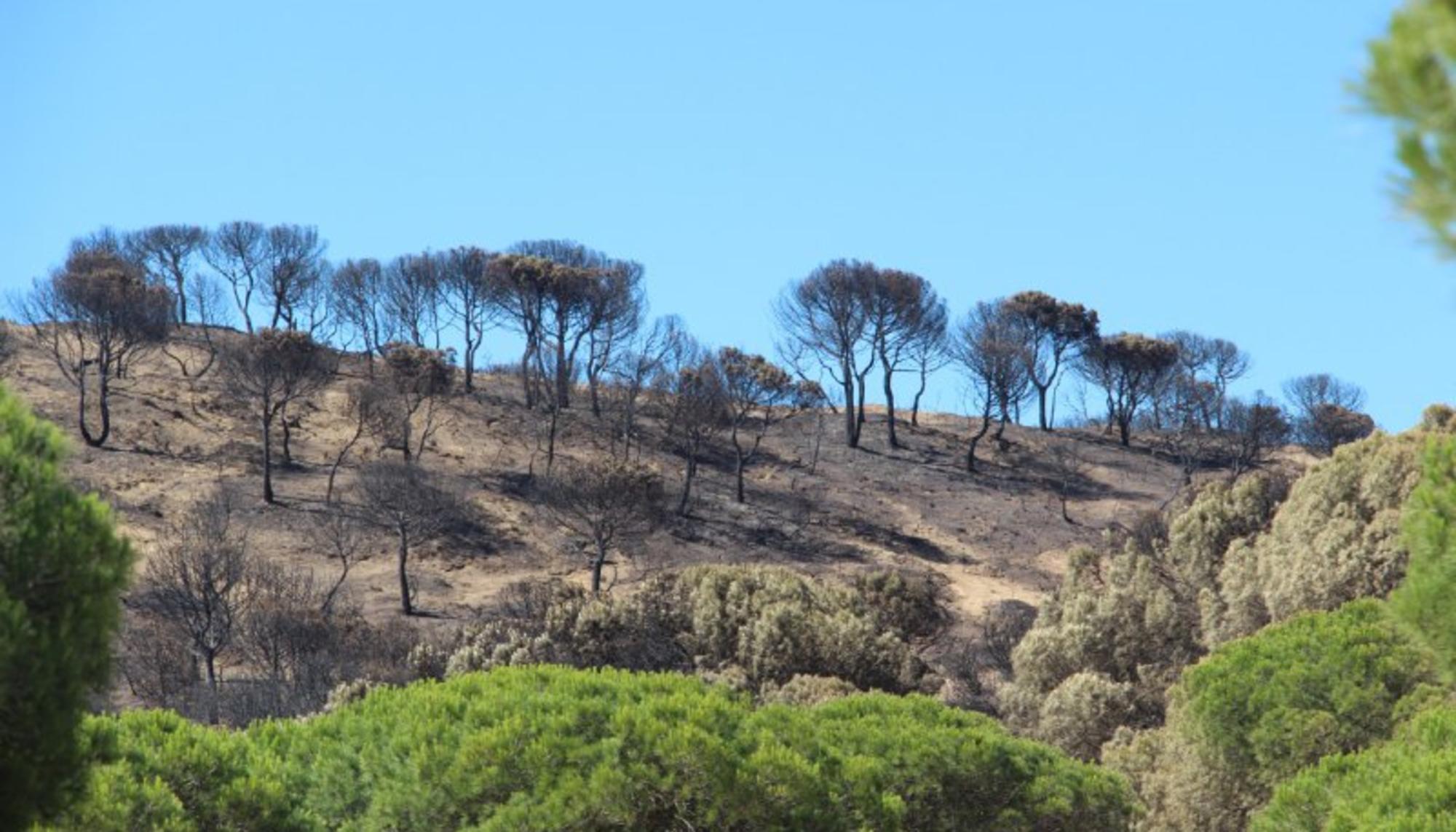 doñana